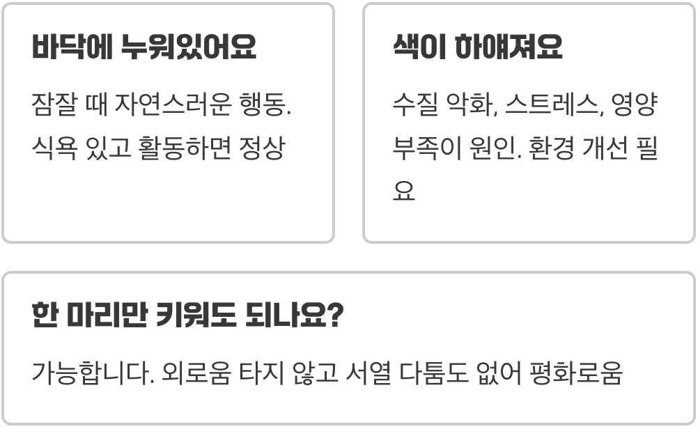 초보자가 혈앵무 키울 때 가장 많이 하는 실수 5가지