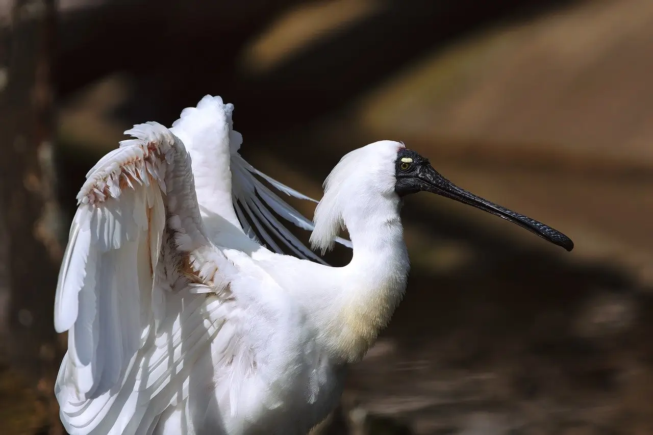 갯벌 환경에서 관찰되는 저어새의 모습