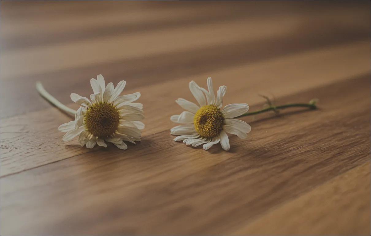 자연-건조-중-캐모마일-꽃