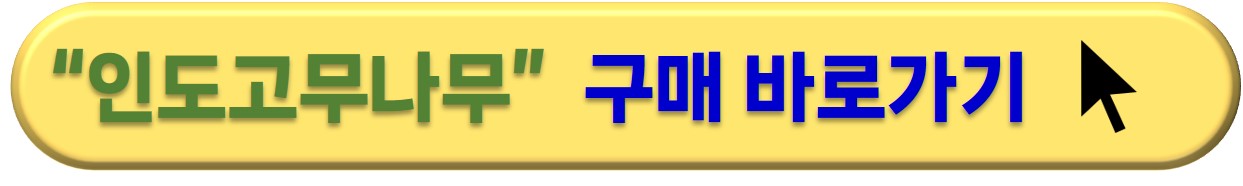 공기정화식물