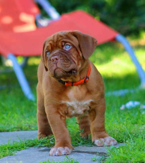 마스티프의 사진