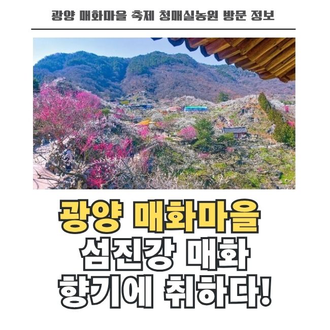 섬진강변 따라 하얗게 핀 광양 매화마을 꽃길