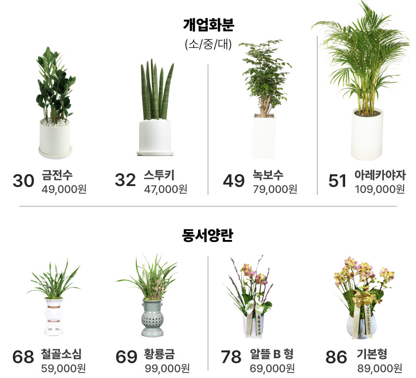 부산 북구 개업 화분, 개업 선물, 꽃바구니, 스투키, 축하 화분, 축하 화환 (내돈내산 후기)