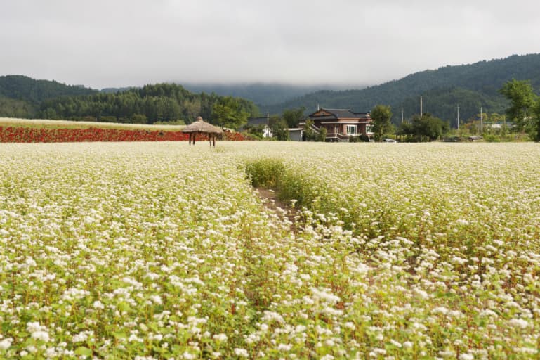 이효석의 '메밀꽃 필 무렵'
