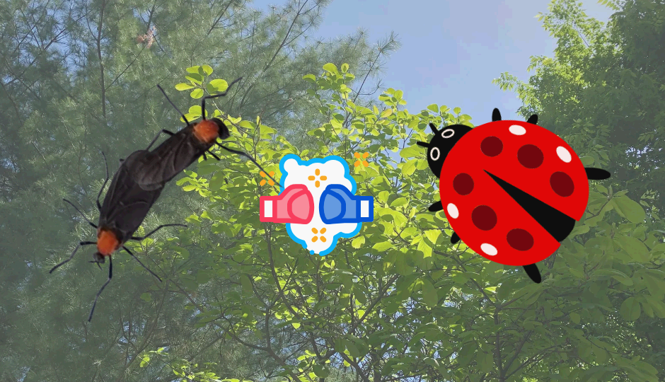 러브버그 vs 토종 곤충 - 생존 경쟁에서 생태계는 누구의 편을 들까?