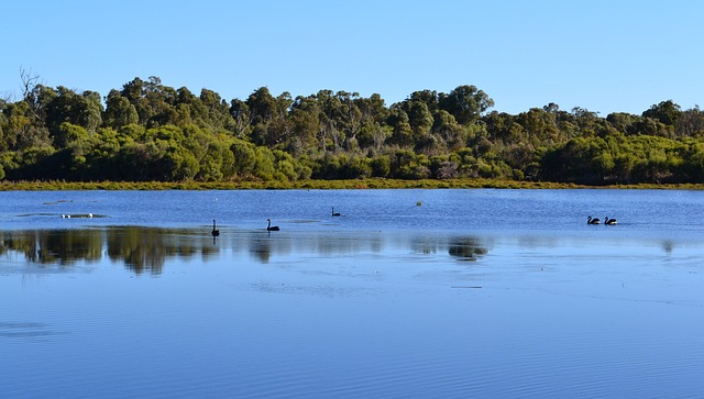 호주 위프 룰 물새 강