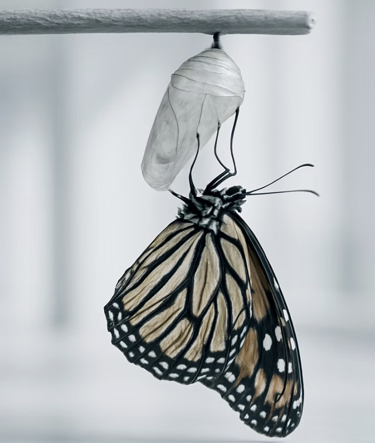 기적의 순간, 날개를 펴는 나비