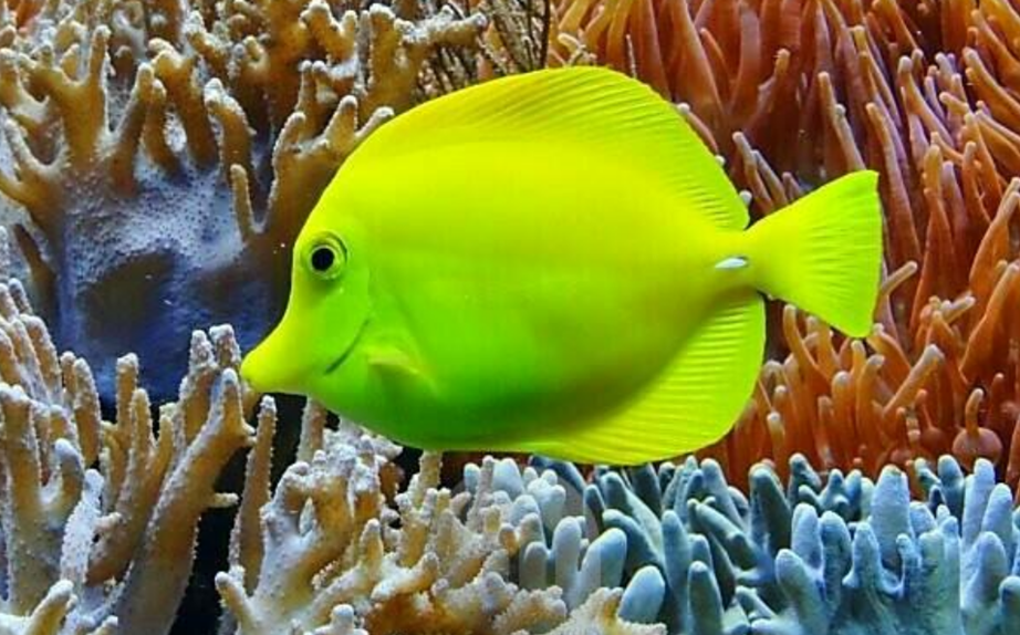 노랑양쥐돔(Yellow Tang)