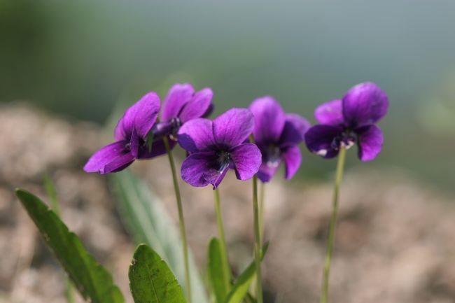 제비꽃