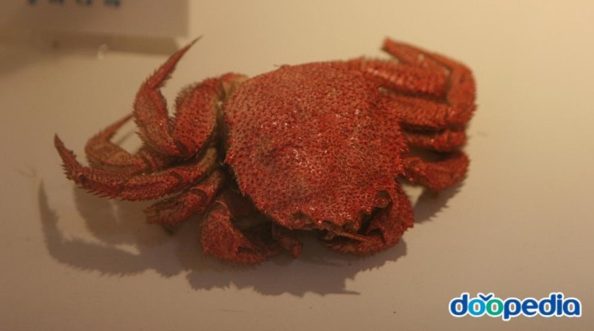 털게 모습