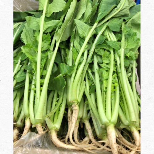 열무김치담그는법