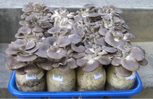 느타리버섯 재배 배지 수분 온도 관리 초보 성공_4
