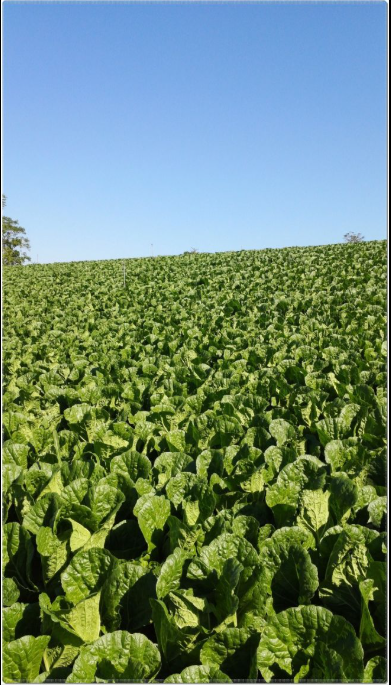 2025년 김장준비! 절임배추 예약하는 방법, 할인, 배송하는 방법