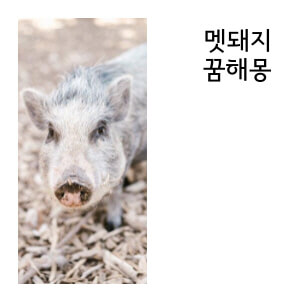 멧돼지 꿈해몽