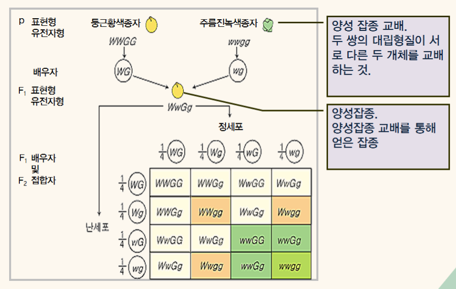 양성잡종과-제2법칙-한국방송통신대학교-농업유전학-교재