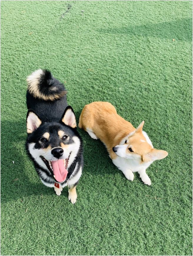 제주도 강아지 유치원 비용