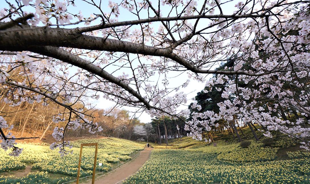 서산-유기방가옥-수선화축제