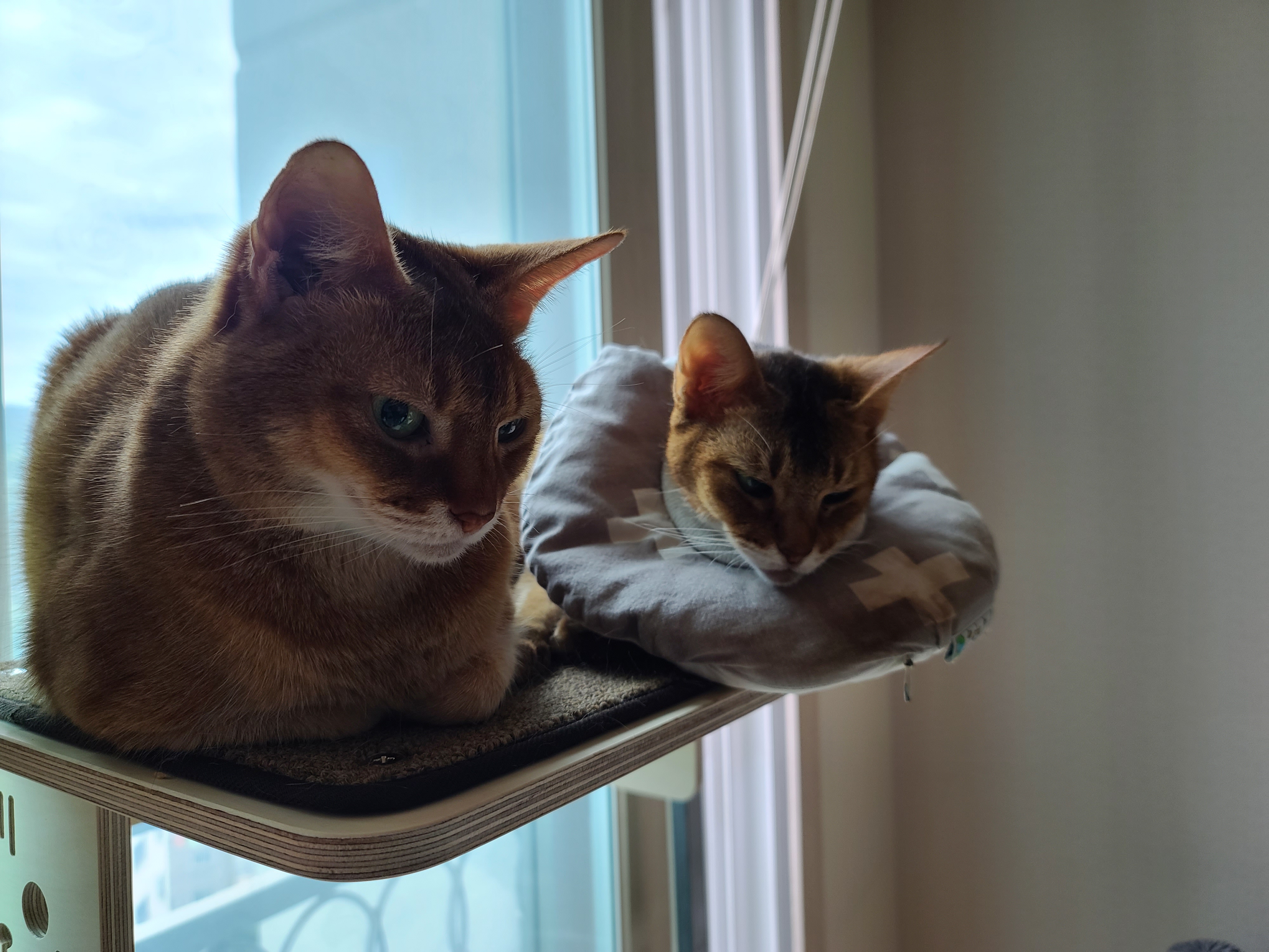 고양이 화장실 모래 전체갈이 하기 (feat.바우젠)