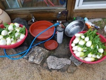 마당에서-소쿠리-두개-가득-무를-씻어서-담아놓은-모습