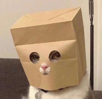 깡통-로보트처럼-봉투에-구멍을-뚫어-눈과-코만-보이는-깜찍한-고양이