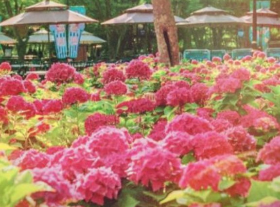 대구 이월드 블루밍가든 입장료 할인 공연