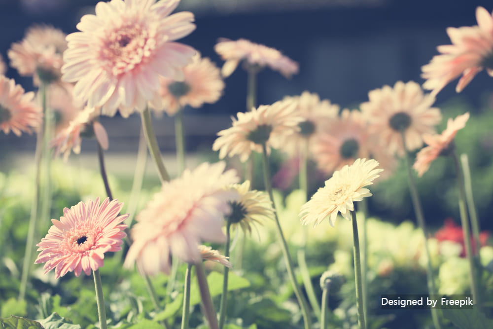 거베라 개화시기