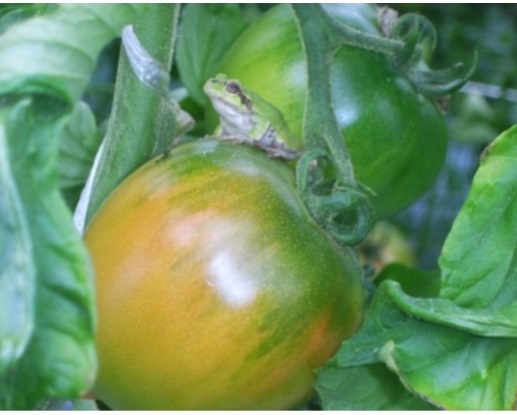 6시내고향-대저토마토