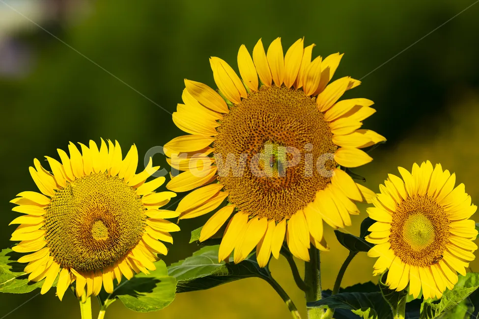 8월에 피는 꽃 이름 종류별 특징 정리 보기_4