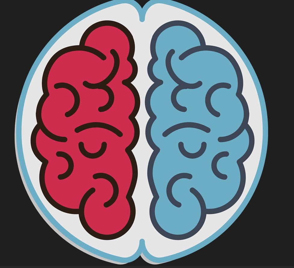 좌뇌와 우뇌의 상이한 모습