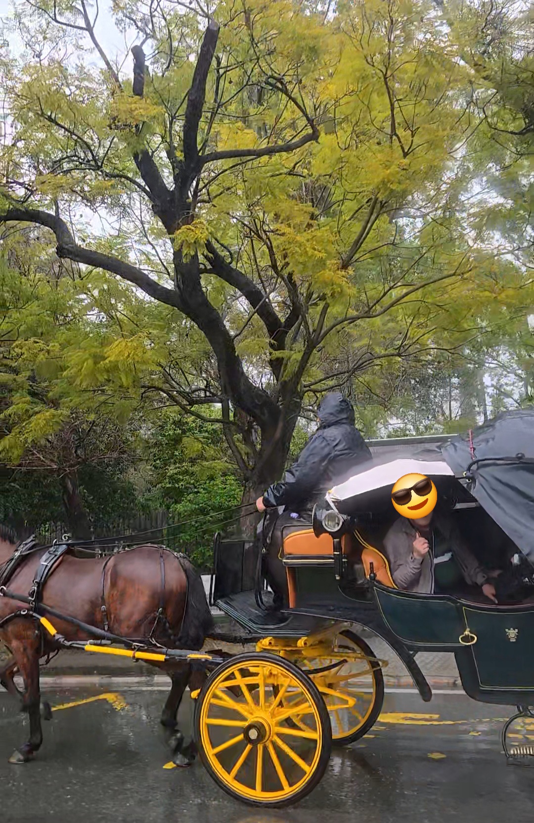 세비야 우천 마차체험