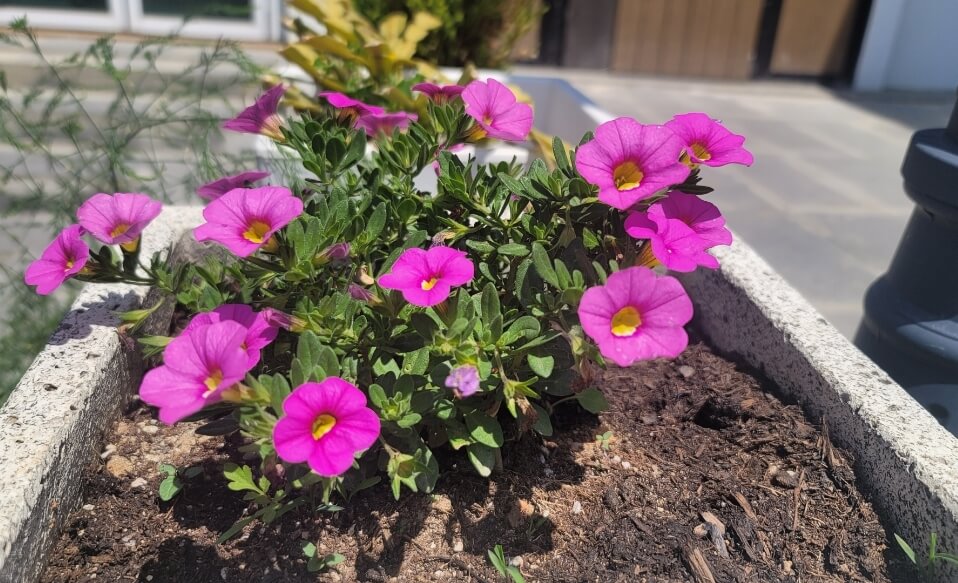 보라색의-칼리브라코아-사진