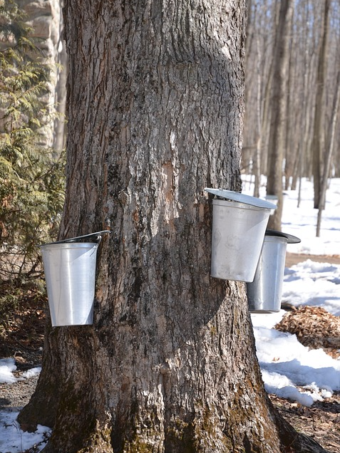 고로쇠물 효능 자연이 선물한 건강 음료