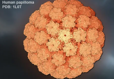 인유두종바이러스