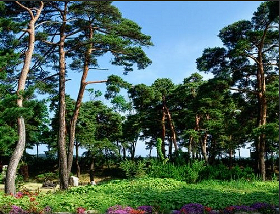 울진 가볼만한 곳 맛집 여행정보 금강송 군락지