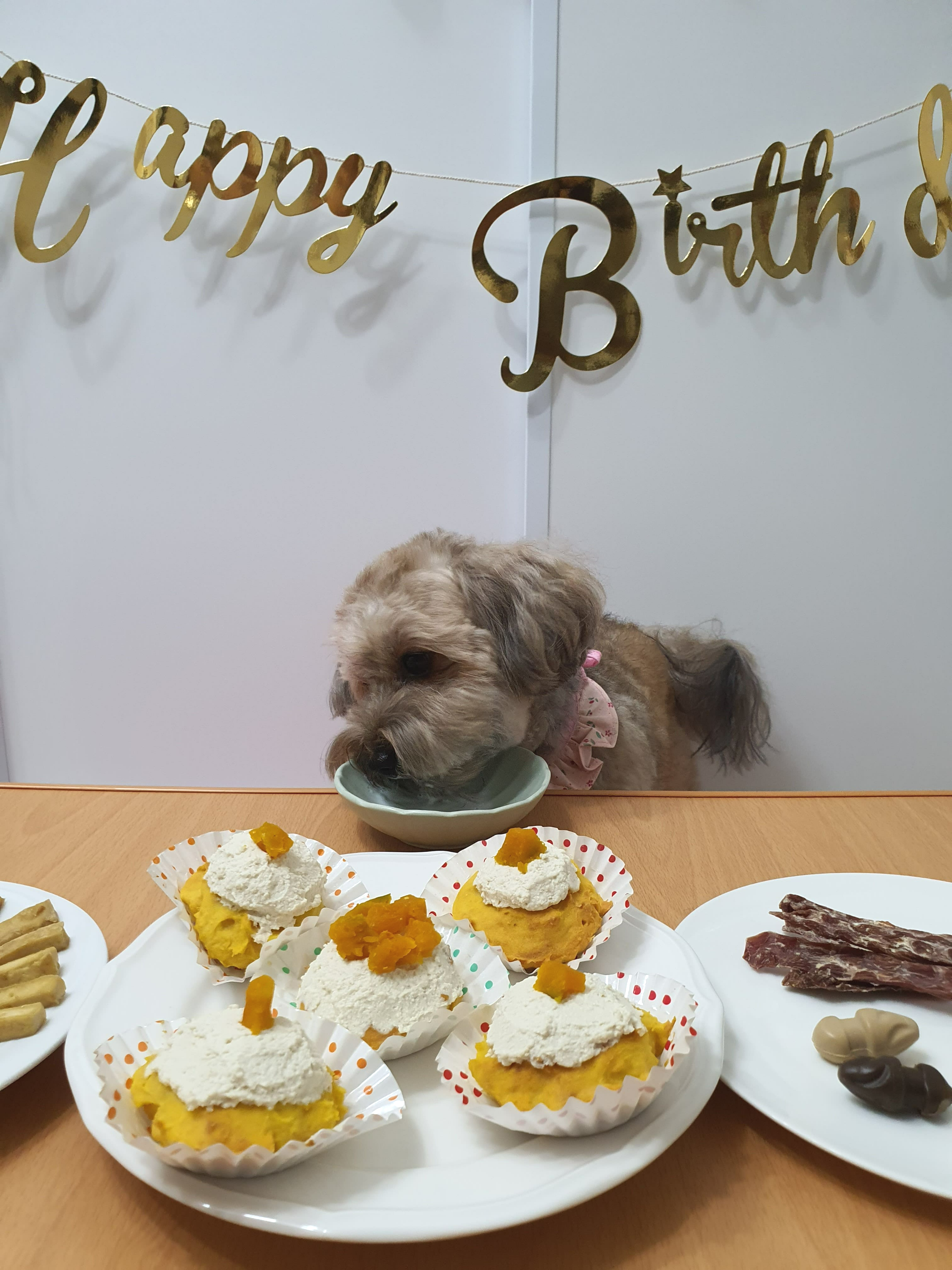 우유 마시는 강아지