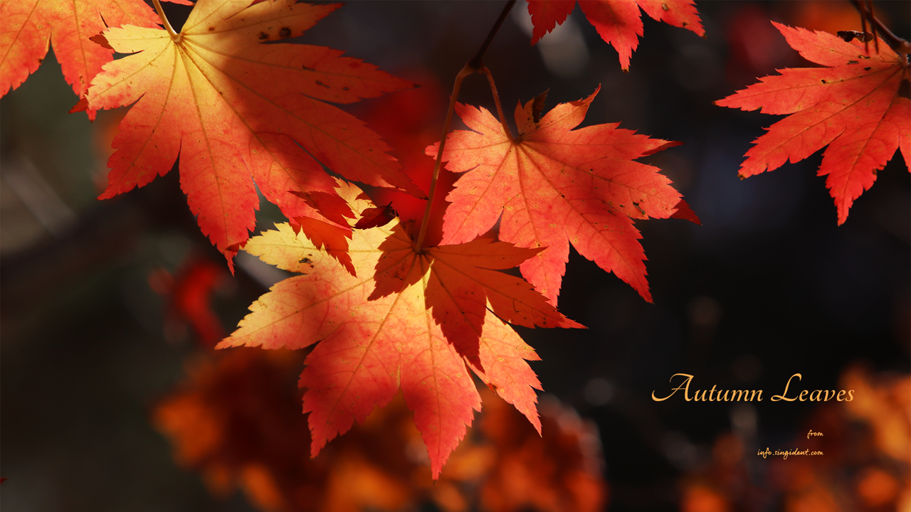 11 단풍잎 어두운배경 C - Autumn Leaves 단풍배경화면