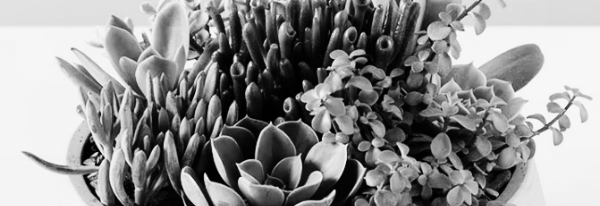 다육이 키우기: 분갈이