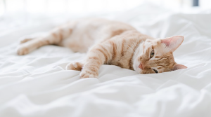 자고 있는 고양이