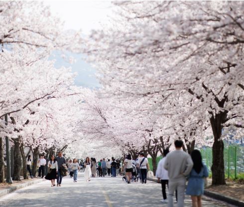 고창 벚꽃