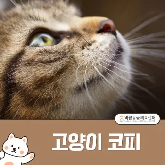 "고양이