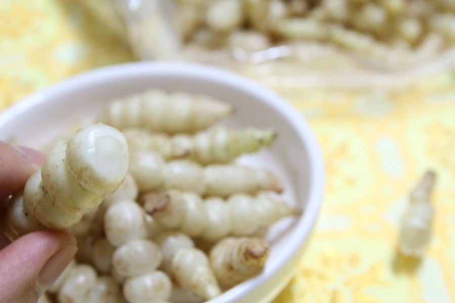 초석잠 단면