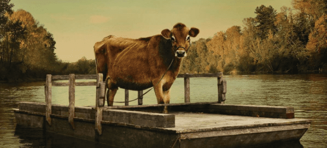 퍼스트-카우-소