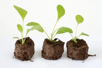 산삼배양근 효능 총정리 2