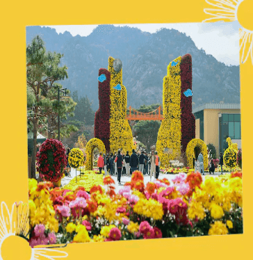 월출산 국화축제