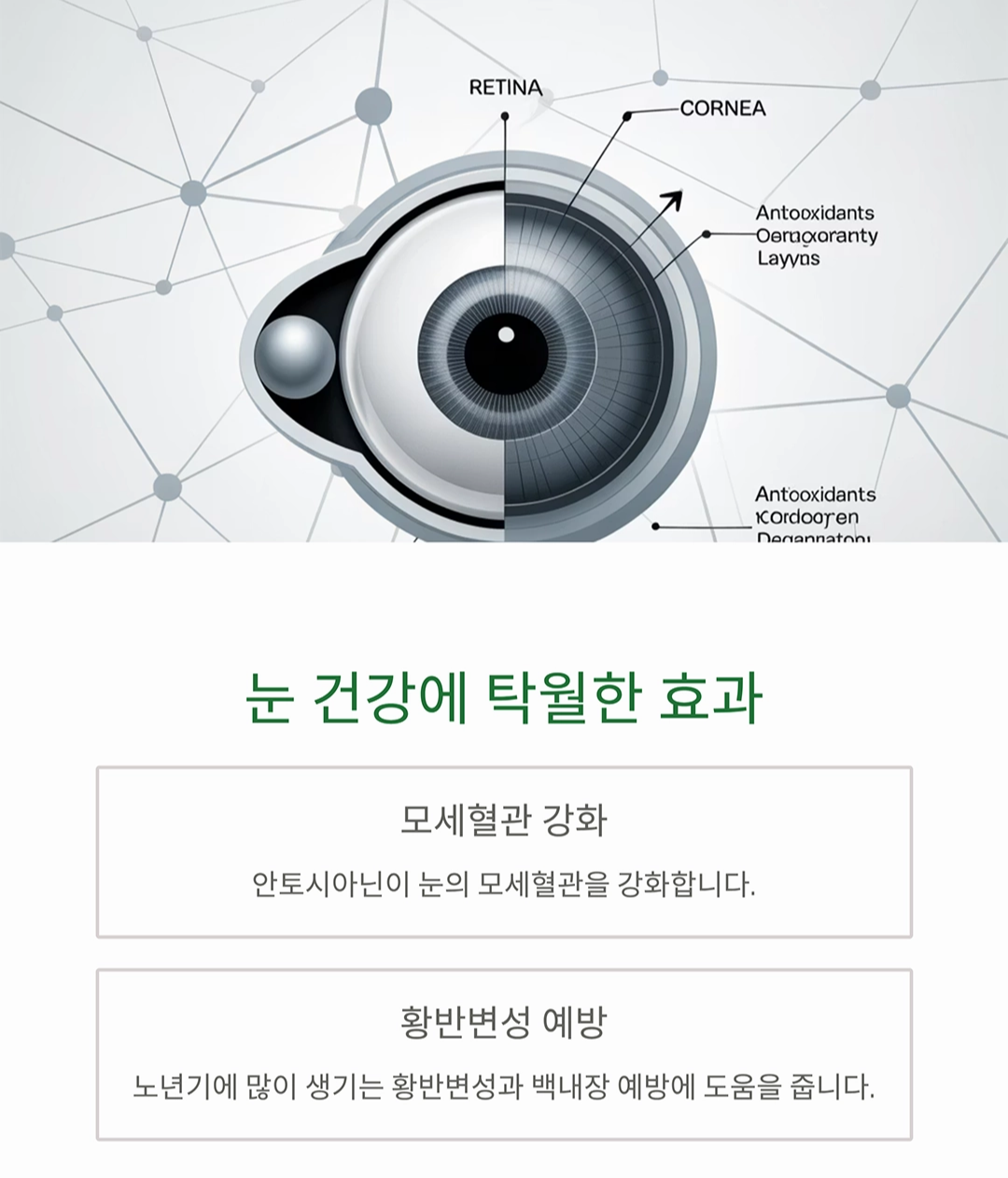 블루베리 효능, 시니어가 꼭 먹어야 하는 이유