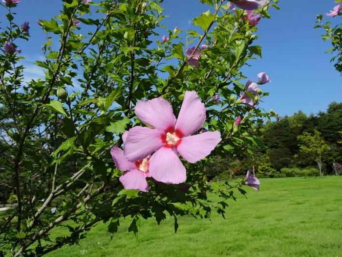 국립세종수목원 무궁화 축제