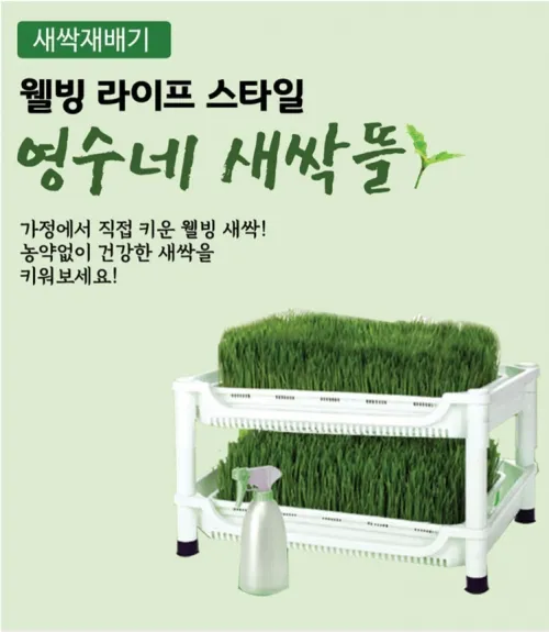 밀싹 재배 씨 뿌리기 발아 촉진 주기적 수확_2