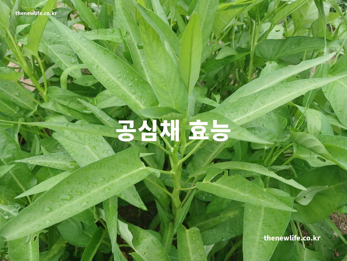 공심채 효능 대표 실사진