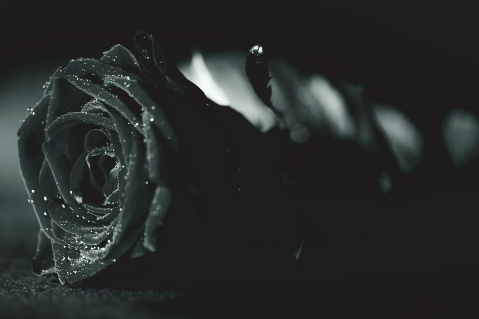 Artistic monochrome photo of a rose with dew droplets, evoking elegance and mystery.