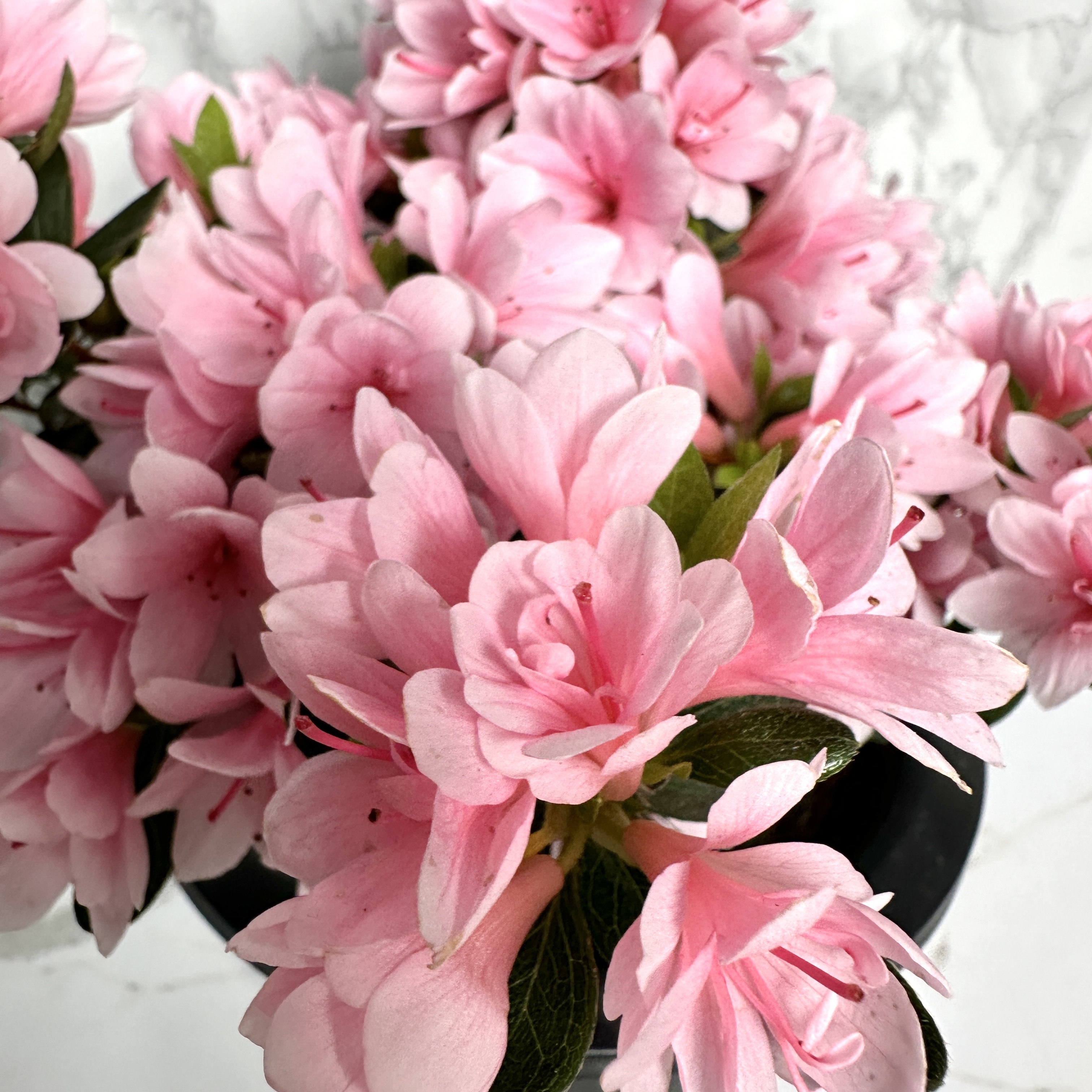 노지월동 가능한 꽃나무 추천 방울 철쭉